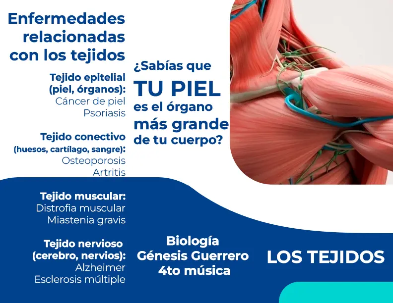 brochure-tejidos-back.webp