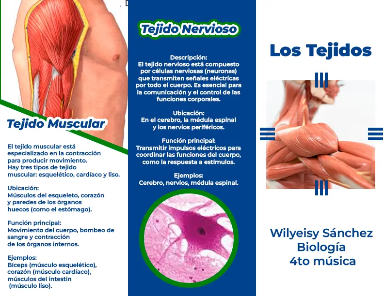 brochure-de-wylianni-1.webp