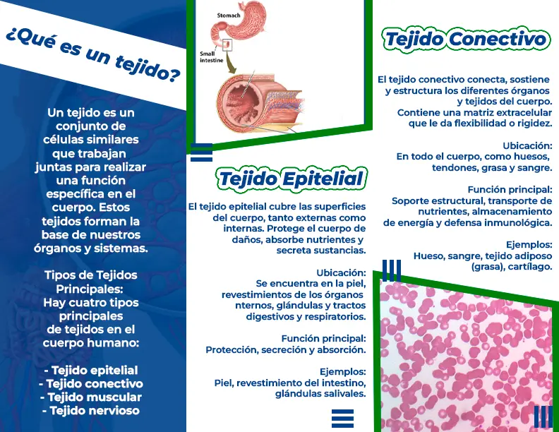 brochure-de-wylianni-2.webp