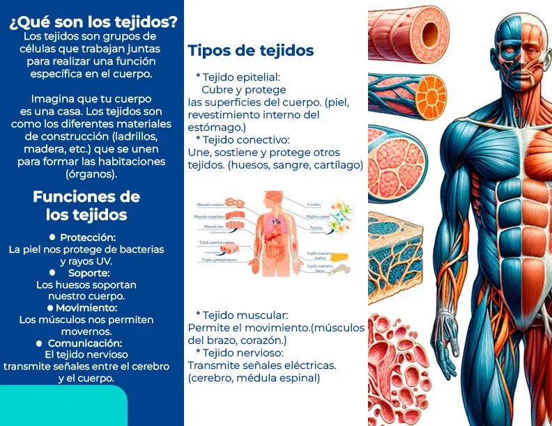 brochure-tejidos-front.webp
